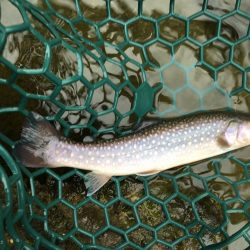 朽木渓流魚センタールアーフィールド